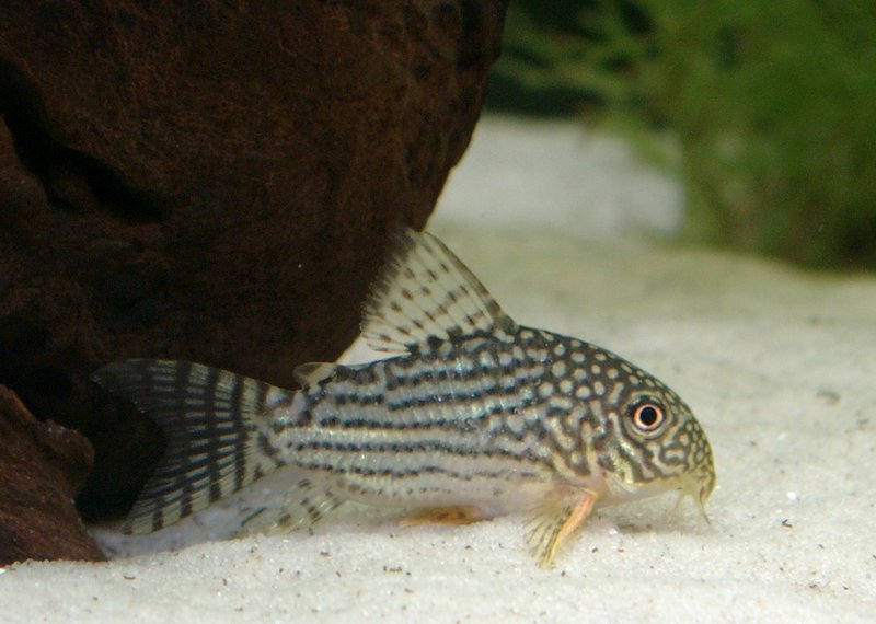 Corydoras sterbai